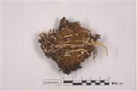 藏品(菊花石蕊)的圖片